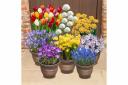 Seven varieties form part of the complete spring flowering bulb collection