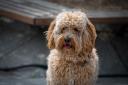 Labradoodles are the most popular dogs in Croydon