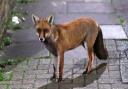 Foxes are opening rubbish bags left out on the street. Picture: PA Images