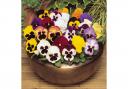 This beautiful pansy forms part of a trio of colour from the Ultimate Winter Garden Ready Bedding Collection