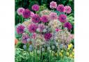 Eye-catching spheres of lilacs, blues, purples and white alliums