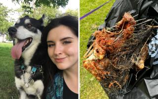 Nicole O’Brien with her dog (left) and the raw meat with spiked needles and mesh (right)