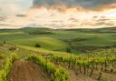 High, cool and remote: the Cuzcurrita vineyard for Límite Norte white rioja