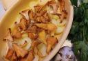 Potato and chanterelles gratin