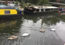 Swans at the Grand Union Canal