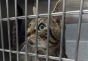 Tabby cat, named Severus, was abandoned in a person's garden with a note in his cat carrier