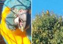 Lily and Margot, two blue-throated macaws, flew away on October 21 while flying freely as part of their daily routine at the Zoo near Regents Park.