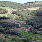 Patchwork of vineyards in southern France.