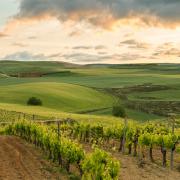 High, cool and remote: the Cuzcurrita vineyard for Límite Norte white rioja