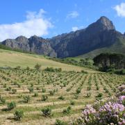 Old-vine landscape in Franschhoek, South Africa