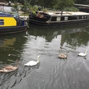 Swans at the Grand Union Canal