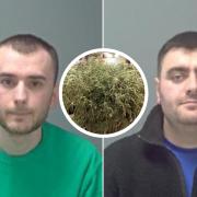 Drug dealers jailed after huge cannabis farm discovered