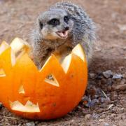 Dracula the Halloween meerkat at London Zoo