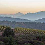 Errazuriz vineyards in Chile's cool Aconcagua Valley