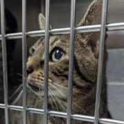 Tabby cat, named Severus, was abandoned in a person's garden with a note in his cat carrier