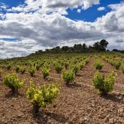 Vines at Bodegas Enguera, Valencia, producer of M&S Found Organic Verdil.