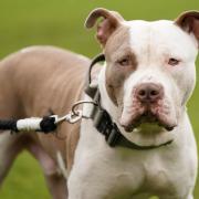 An XL Bully dog reportedly knocked the woman over (Stock image of an XL Bully)