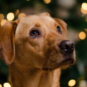 Christmas concert for Mayhew dogs and cats charity