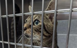 Tabby cat, named Severus, was abandoned in a person's garden with a note in his cat carrier