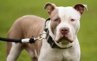 An XL Bully dog reportedly knocked the woman over (Stock image of an XL Bully)